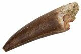 Fossil Plesiosaur (Zarafasaura) Tooth - Morocco #231094-1